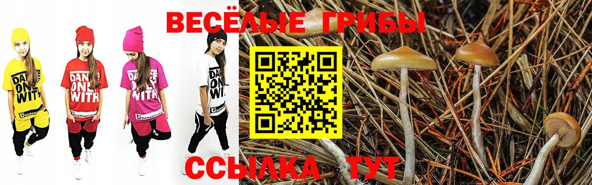 Псилоцибиновые грибы Cubensis Ялта